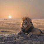 Inclusive Kenya Safari – 7-day accessible safari experience across Amboseli, Lake Naivasha, Nakuru and Masai Mara