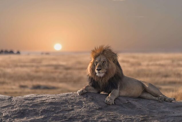 Kruger National Park Safari Package 2026