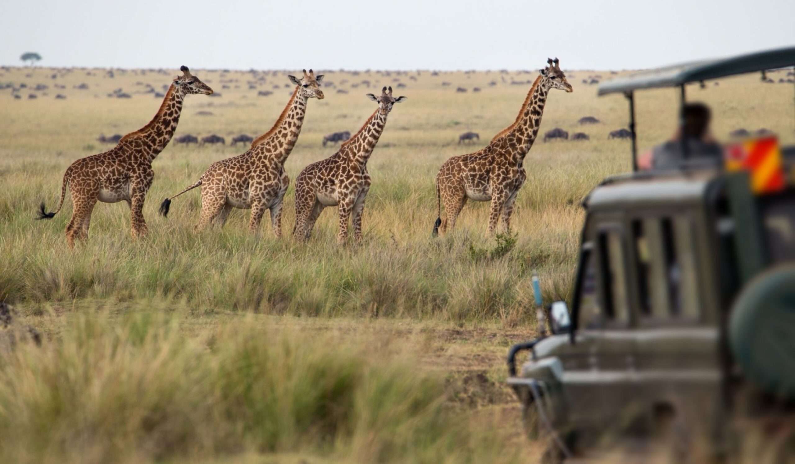 Inclusive Kenya Safari – walking among giraffes at Crescent Island Sanctuary