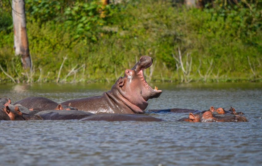 Lake-Naivasha-hippos-850×540