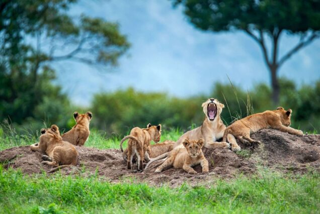 Kenya Safari Package at Masai Mara, Lake Nakuru and Lake Naivasha