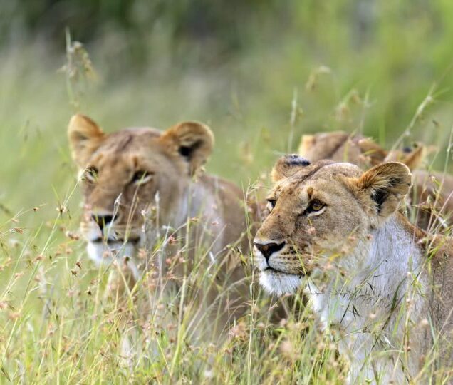 Unforgettable Kenya Safari: 5-Day Naivasha & Maasai Mara Wildlife Adventure for $2500