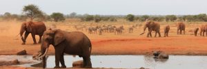 Tsavo-east-destination-300×101