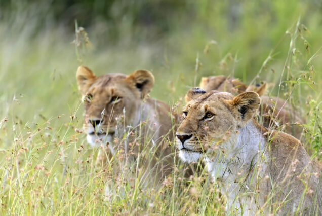 Kenya Beach and Safari Holiday – 14 Days of Ultimate Coastal & Wildlife Adventure