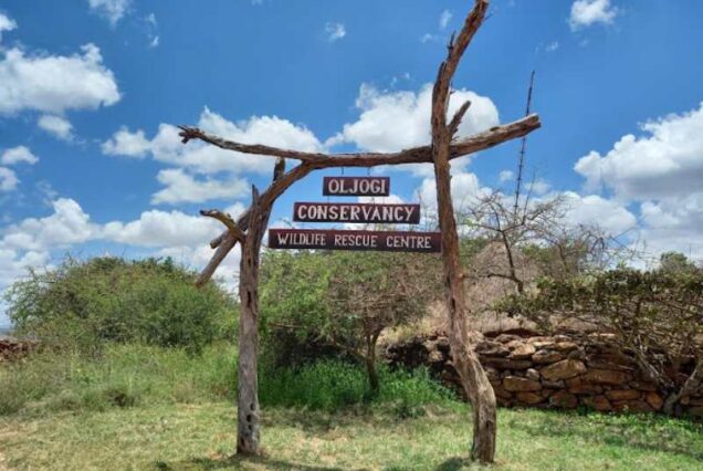 Ol Jogi Conservancy Group Day Trip