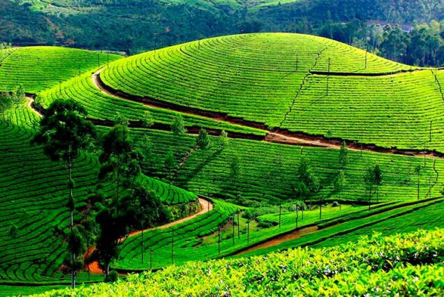 Munnar& Thekkady