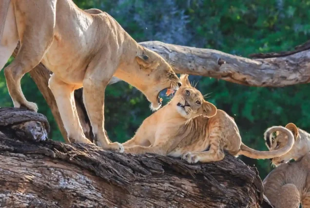 Tanzania Safari Package at Serengeti National Park and Ngorongoro Crater