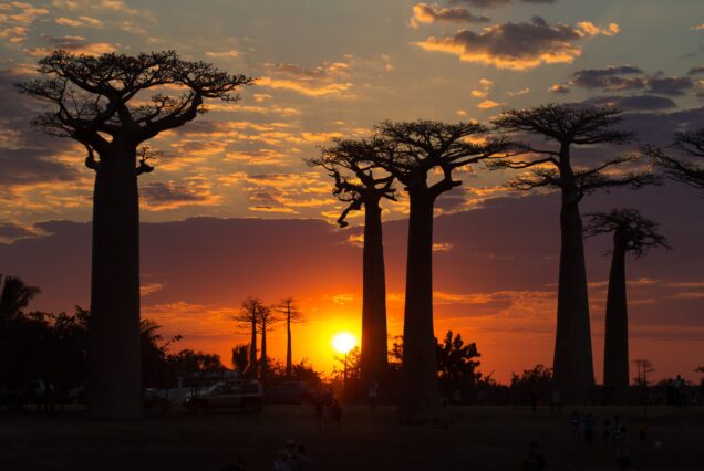 Madagascar Island Adventure Package in Morondava and Bekopaka