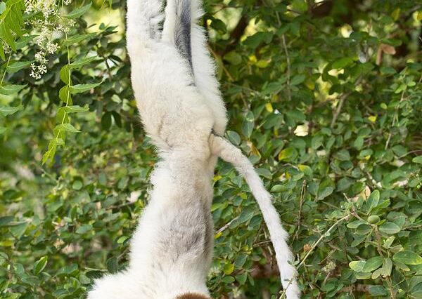 Madagascar Island Adventure Package in Morondava and Bekopaka