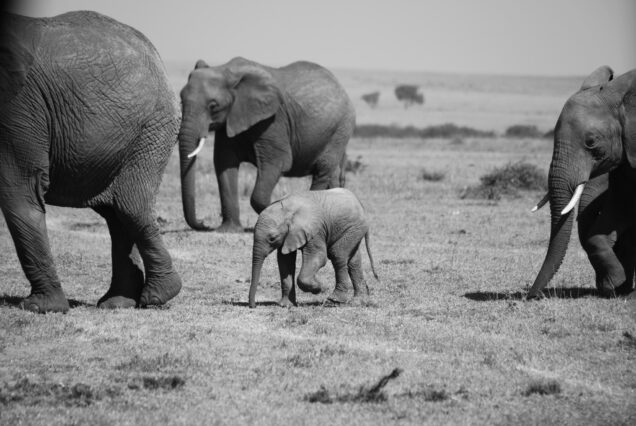 Classic Kenya Safari Package in Amboseli Lake Naivasha and Masai Mara