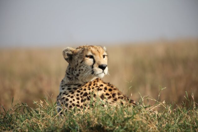 Maasai Mara Safari Package at Mara Simba Lodge in Maasai Mara National Reserve