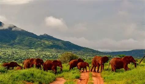 Tsavo Safari Package at Ashnil Aruba Lodge in Tsavo National Park