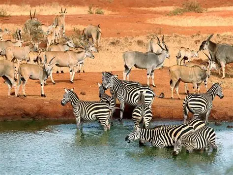 Tsavo Safari Package at Ashnil Aruba Lodge in Tsavo National Park