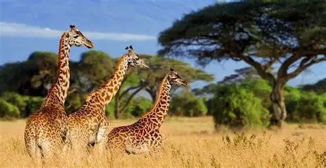Tanzania Wildlife Safari Package at Tarangire, Serengeti & Ngorongoro Crater