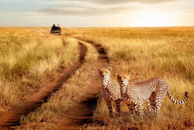 Tanzania Wildlife Safari Package at Tarangire National Park, Serengeti National Park & Ngorongoro Crater