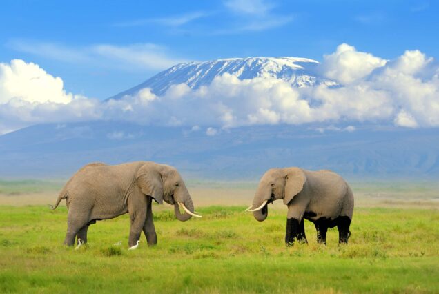 Amboseli Safari Package at Hunters Manor Luxury Lodge