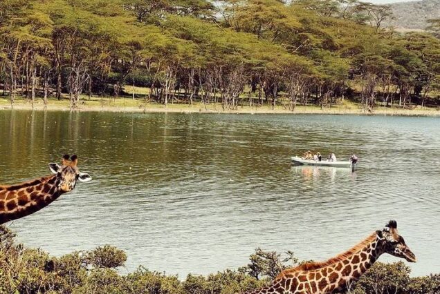 Kenya Safari Package at Lake Naivasha and Lake Nakuru National Park