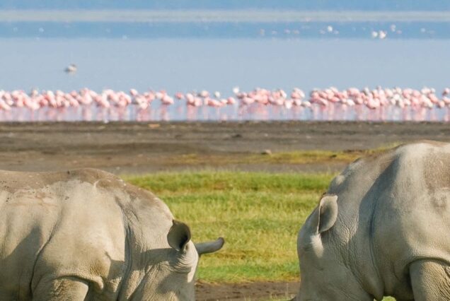 Kenya Safari Package at Lake Naivasha and Lake Nakuru National Park