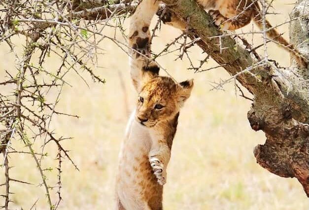 Tanzania Safari Package at Serengeti National Park and Ngorongoro Crater