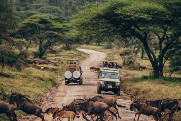 Tanzania Safari Package at Serengeti National Park and Ngorongoro Crater