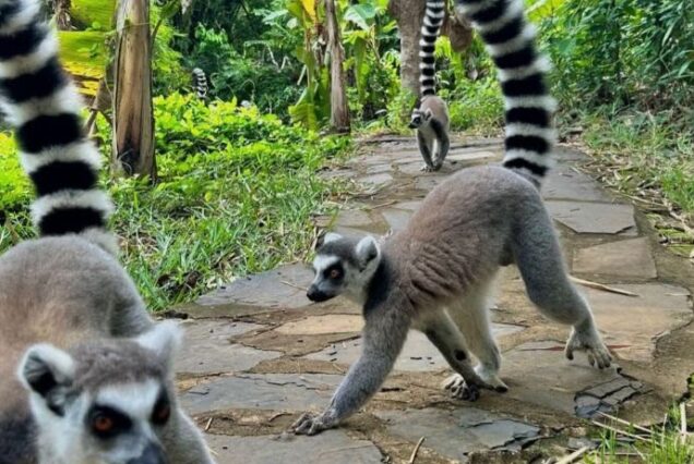 Madagascar Holiday Package at Nosy Be Island and Anjiamarango Beach Resort