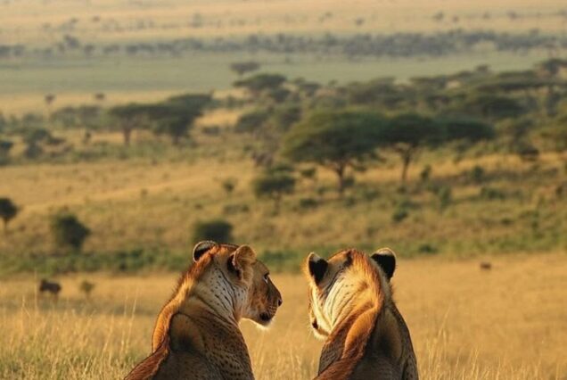 Ultimate Kenya Safari Adventure in Amboseli, Ol Pejeta, Lake Naivasha and Masai Mara
