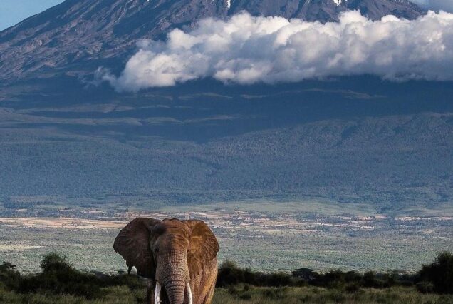Ultimate Kenya Safari Adventure in Amboseli, Ol Pejeta, Lake Naivasha and Masai Mara
