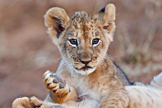Samburu Safari Package at Samburu Simba Lodge in Samburu National Reserve