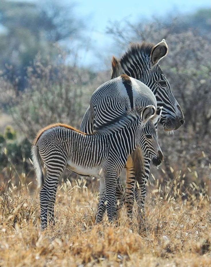 Tanzania Safari Adventure Package 2026