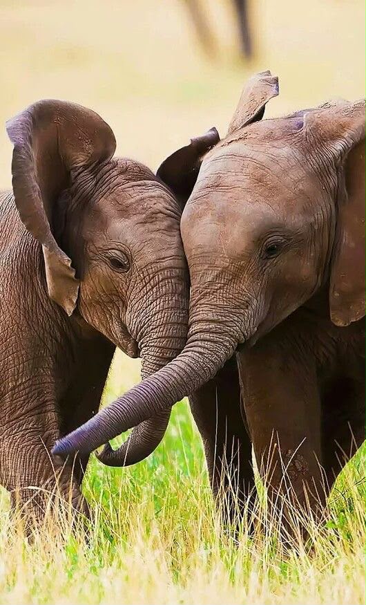 Kruger National Park Safari Package 2026