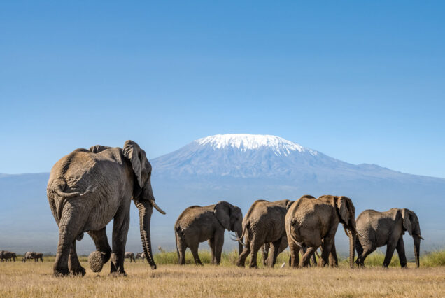 Amboseli Safari Package at Hunters Manor Luxury Lodge
