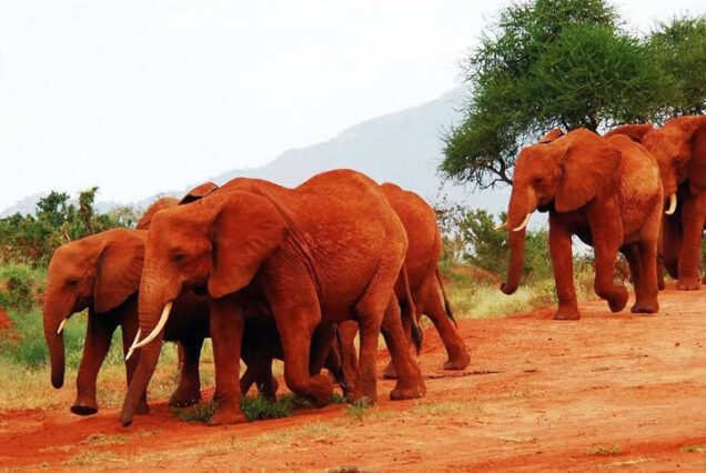 Salt Lick Safari Package at Salt Lick Safari Lodge in Taita Hills Wildlife Sanctuary
