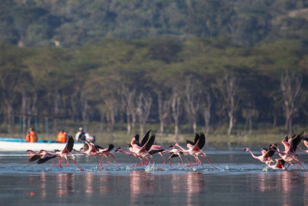 Kenya Safari Package at Masai Mara, Lake Nakuru and Lake Naivasha