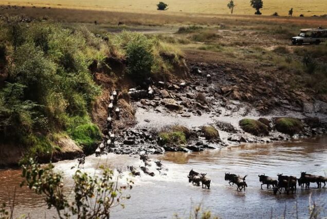 Maasai Mara Safari Package at Mara Simba Lodge in Maasai Mara National Reserve