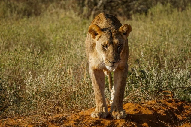Tsavo Safari Package at Ashnil Aruba Lodge in Tsavo National Park