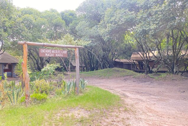 Enchoro Wildlife Budget Camp Maasai Mara Safari – 3-day wildlife adventure