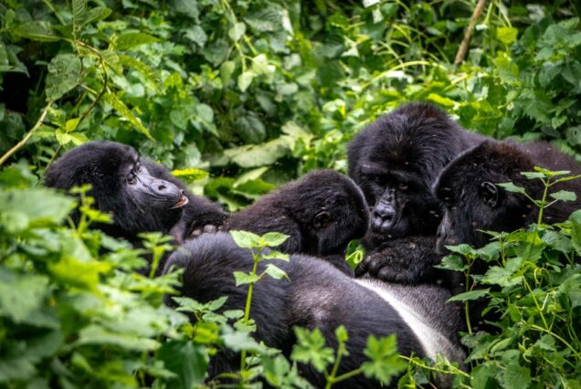 Uganda New Year Gorilla Safari Package 2027
